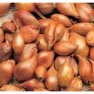  QAUZUY GARDEN 500 Gray French Shallot Seeds, Premium Non-GMO  Heirloom Organic Vegetable Seeds