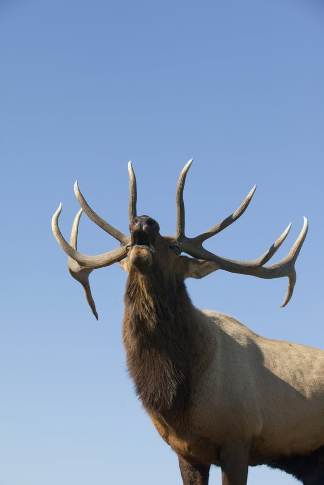 Close Up View Of A Rocky Mountain Bull Elk Bugling During The Autumn Rut At The Alaska Wildlife Conservation Center Near Portage Southcentral Alaska Captive Canvas Art - Doug Lindstrand Design Pics (