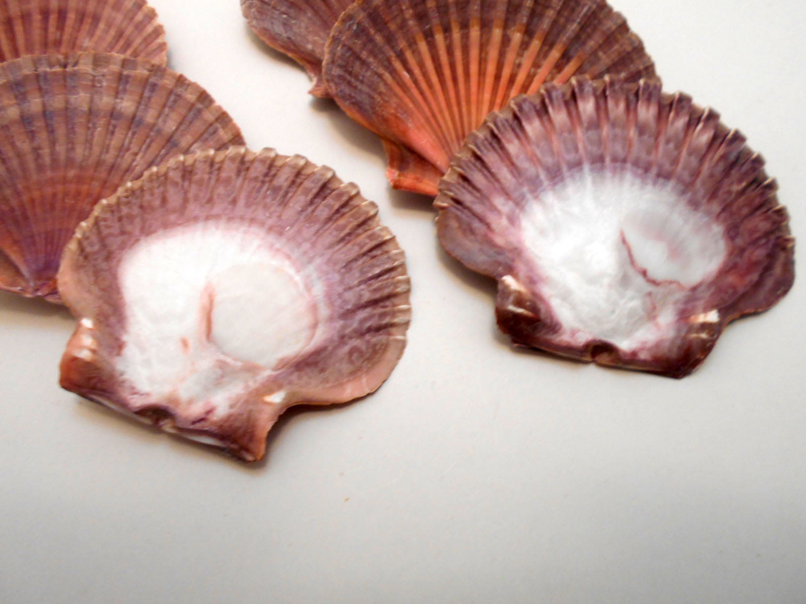 Details about  / Mexican Flat Sea Shell Beach Craft Scallop 2/" #JC-30 3/" 50 PCS