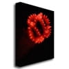 Trademark Art "Abstract Fireworks III" Canvas Art by Kurt Shaffer