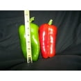thumbnail image 6 of Big Bertha Pepper Plant - Non GMO - Two (2) Live Plants - Not Seeds - Each 4"- 7" Tall - In 3.5 inch Pots, 6 of 6