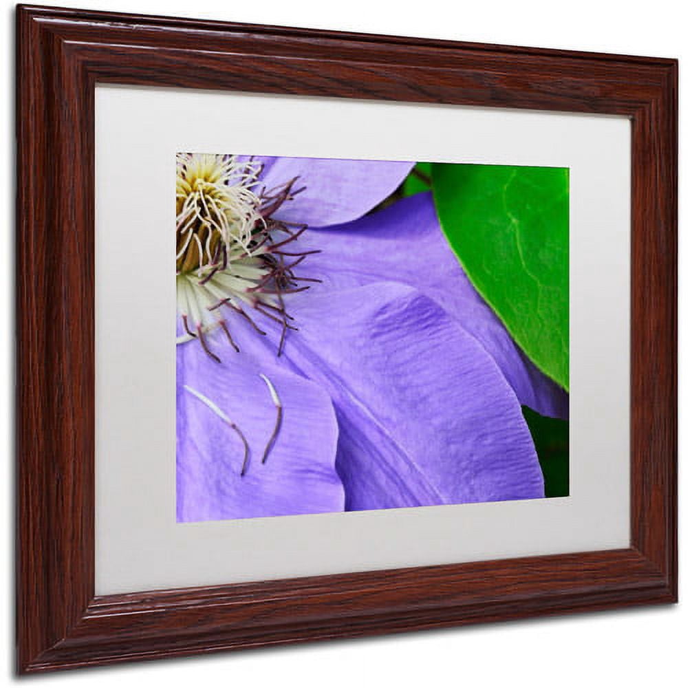 Trademark Fine Art "Clematis Abstract" Canvas Art by Kurt Shaffer White Matte, Wood Frame