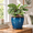 Blue-glaze-8 Inch, variant on Pink 10 Inch Ceramic Indoor Outdoor Plant Pot Planter with Drainage