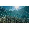 thumbnail image 2 of Melesan, Serge 18x12 Gold Ornate Wood Framed with Double Matting Museum Art Print Titled - The Reef, 2 of 4