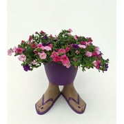 Expert Gardener Multicolor Assorted Live Plant 3 Quart Flip Flop Pot