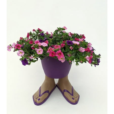 Expert Gardener Multicolor Assorted Live Plant 3 Quart Flip Flop Pot