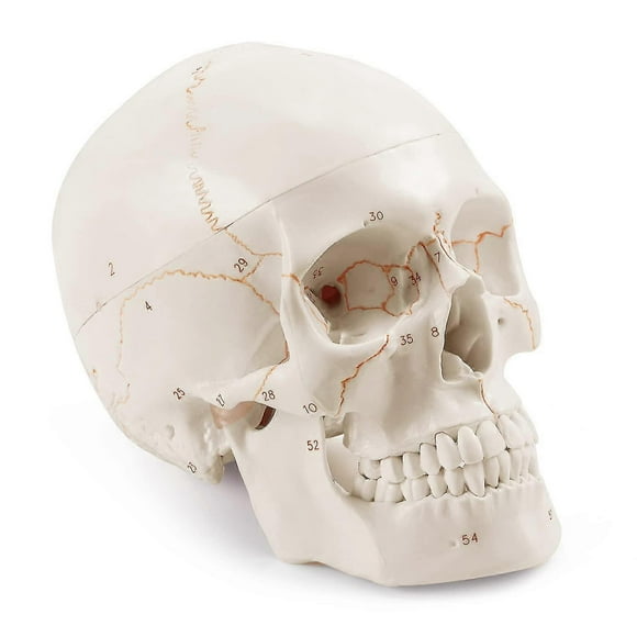 (-)Anatomical Human Skull Model, 3-part, Numbered, Life Size
