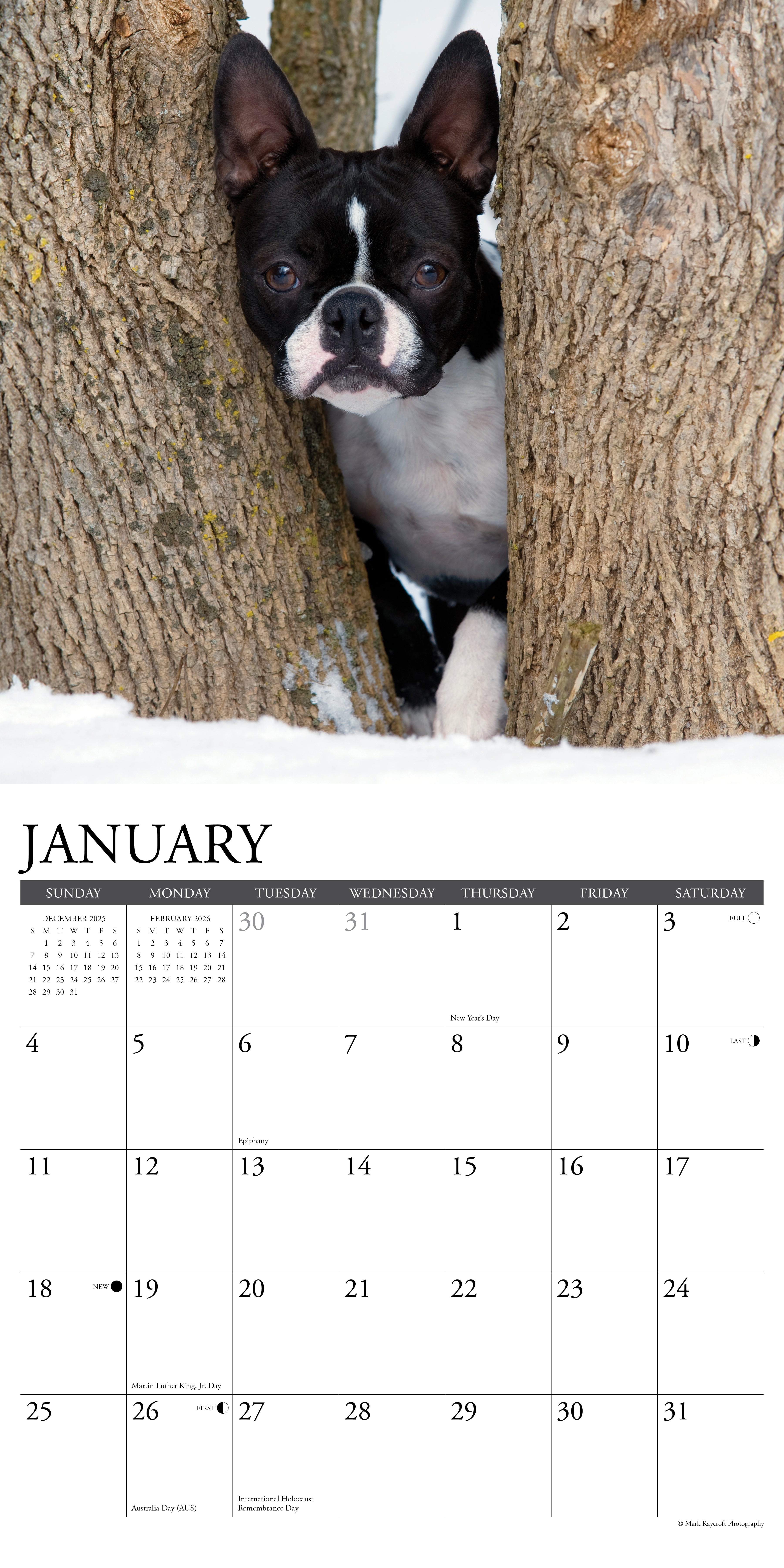 Boston Terriers 2026 Wall Calendar, (Paperback)