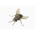 thumbnail image 2 of Common House Fly Macro Photo On White Alaska Poster Print, 2 of 2