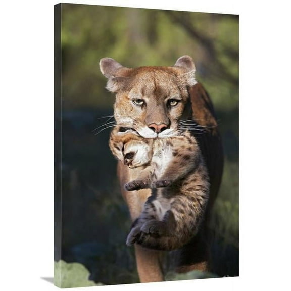 24 x 36 in. Mountain Lion Mother Carrying Cub in Her Mouth, North America Art Print - Tim Fitzharris