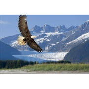 Design Pics DPI2103730 Bald Eagle in Flight with Mendenhall Glacier in Background Tongass National Forest Inside Passage Southeast Alaska Summer Composite Poster Print, 17 x 11