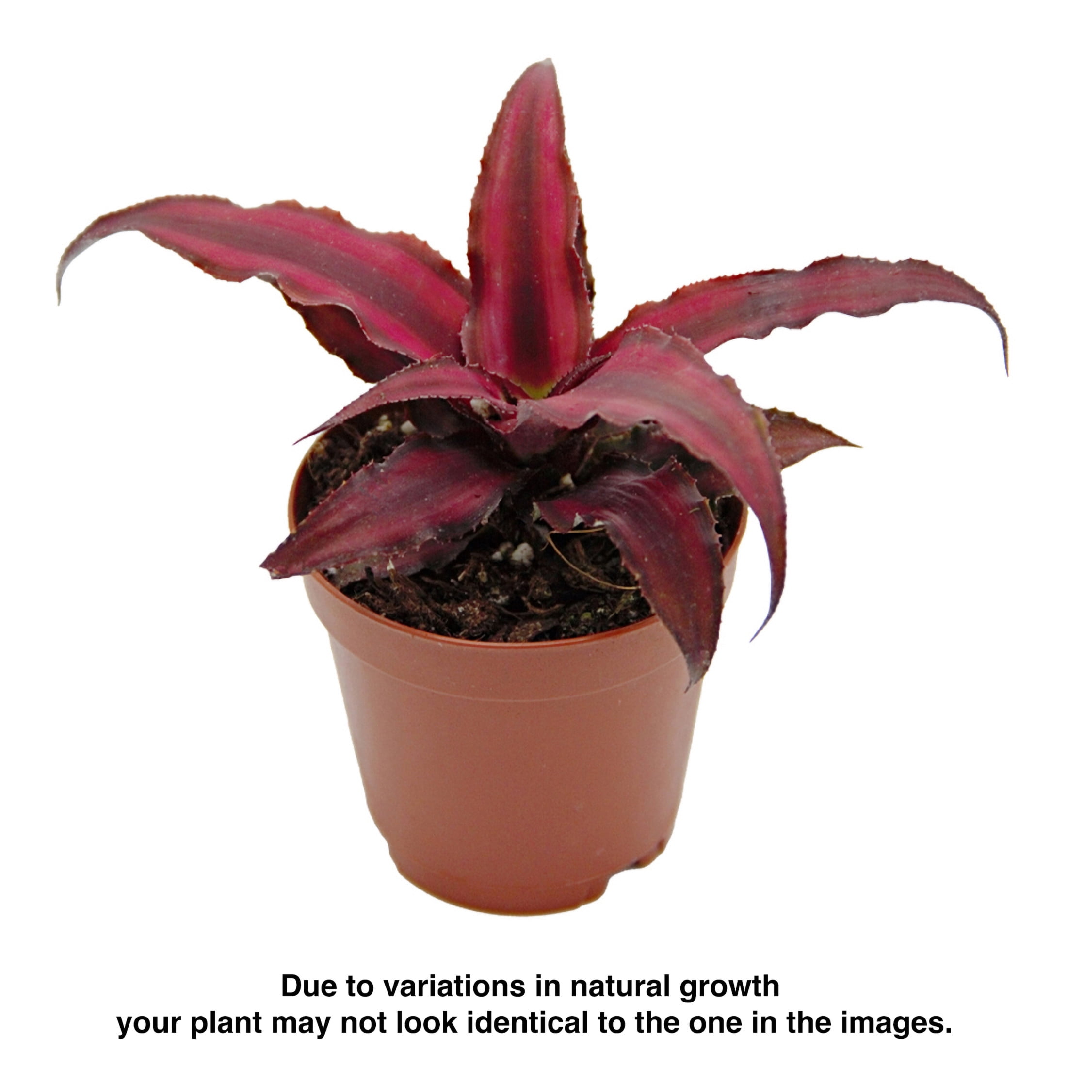ReptiCulture Assorted Cyptanthus Tropical 2" Pot 3 pk