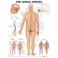 thumbnail image 1 of Le Tableau Anatomique des Nerfs Spinaux, 1 of 2