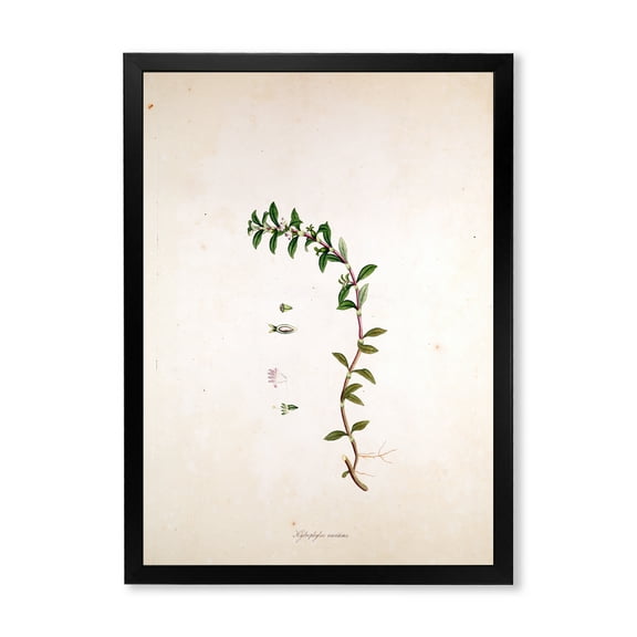 Designart 'Ancient London Plants II' Farmhouse Framed Art Print