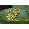 thumbnail image 2 of Zuckerman, Jim 14x11 White Modern Wood Framed Museum Art Print Titled - Southeast Vietnam Mossy tree frog on leaf, 2 of 4