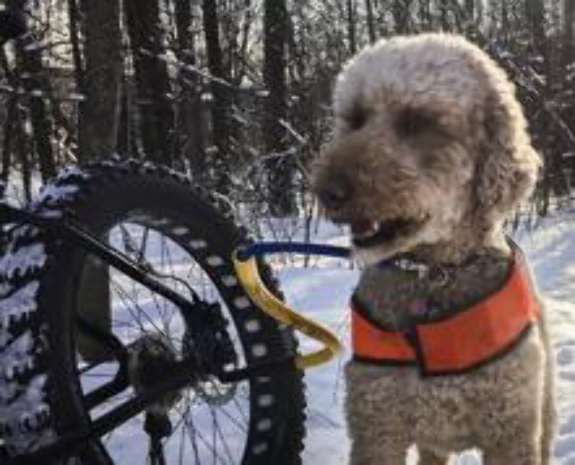 Red - Right Side - Bike Tow Leash Complete Package