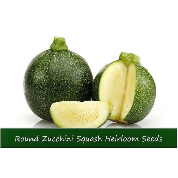 Vegetable Seeds - Squash-Round Zucchini Squash 10 Seeds -Heirloom Vegetable -Great Taste- High Quality