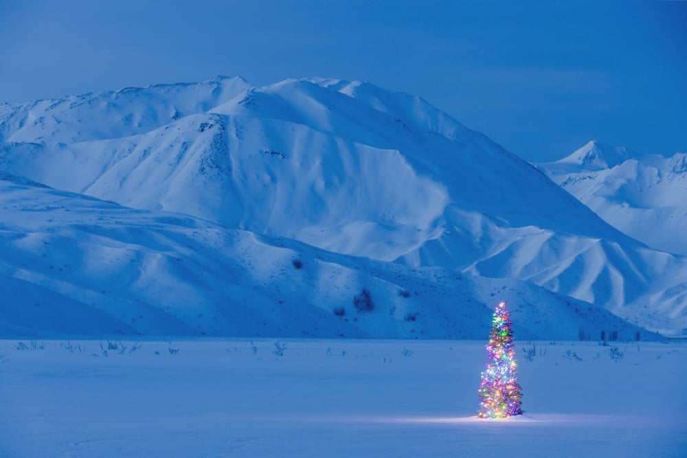A Christmas Tree Lit Up At Twilight With The Alaska Range Behind It