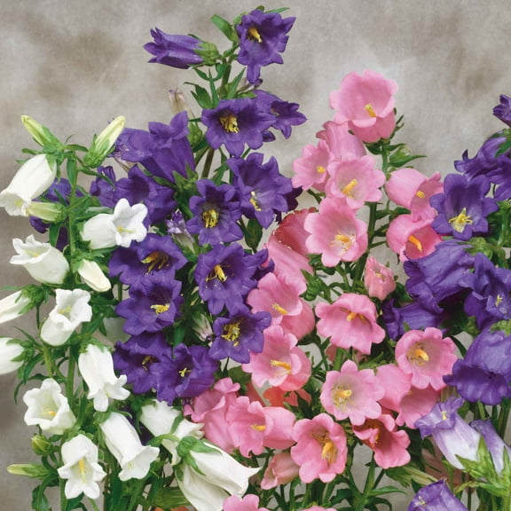Eden Brothers Canterbury Bells Seeds - Mixed