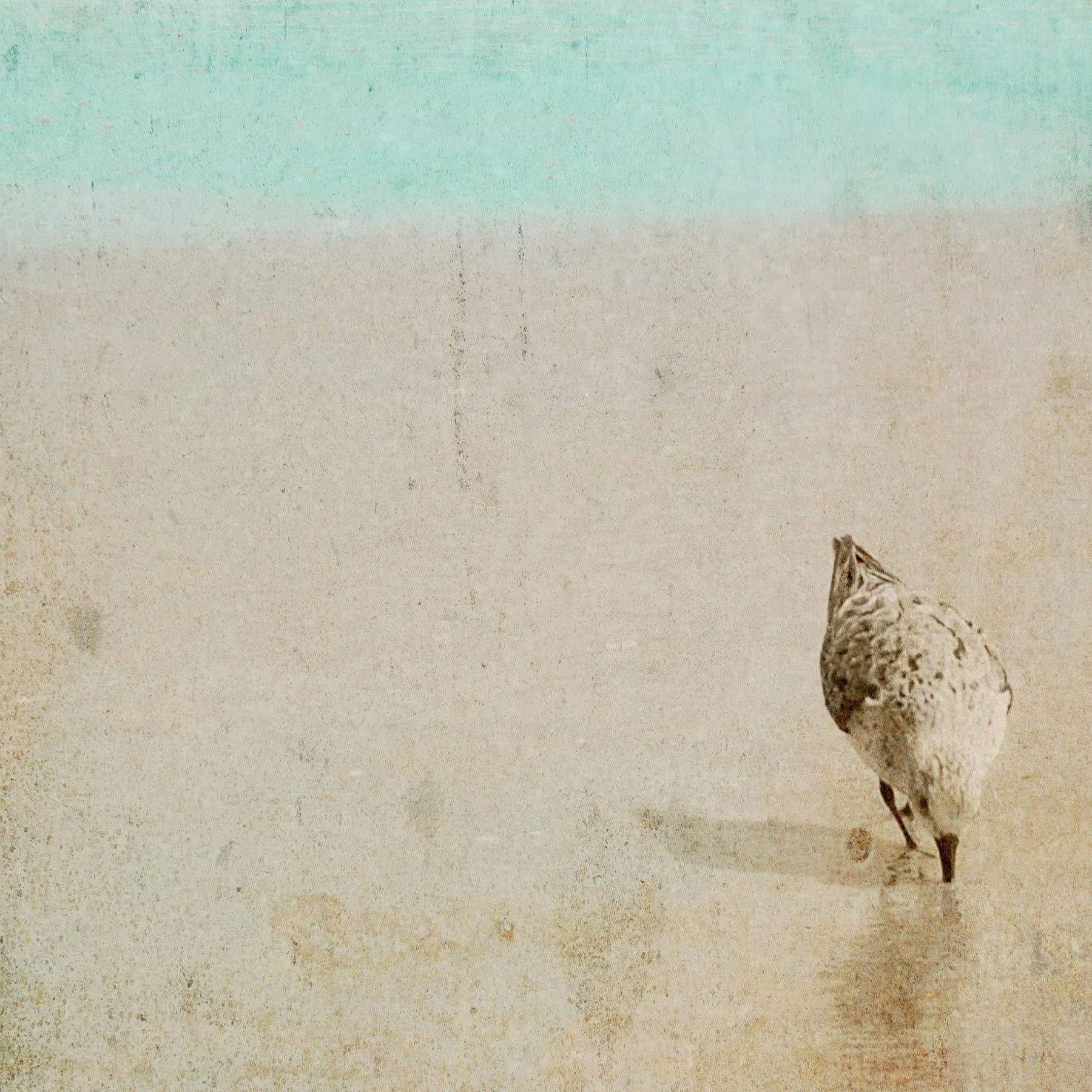 "Sandpiper" Painting Print on Wrapped Canvas