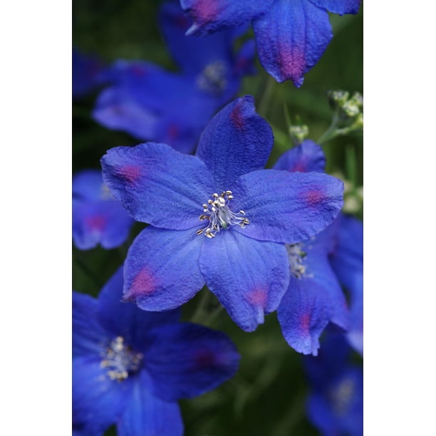 Better Homes And Gardens Outdoor Live Plant Delphinium Diamonds Blue 2 5qt Walmart Com Walmart Com