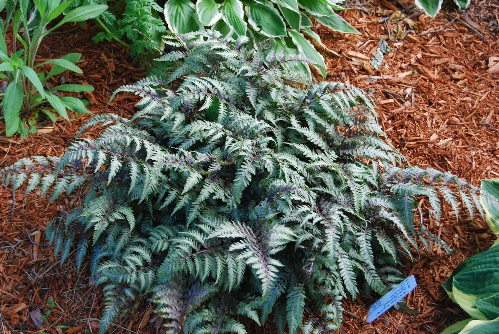 Japanese Painted Fern  3 Live Plants  Athyrium Niponicum  Shade Garden Essential  Lush Foliage Accent