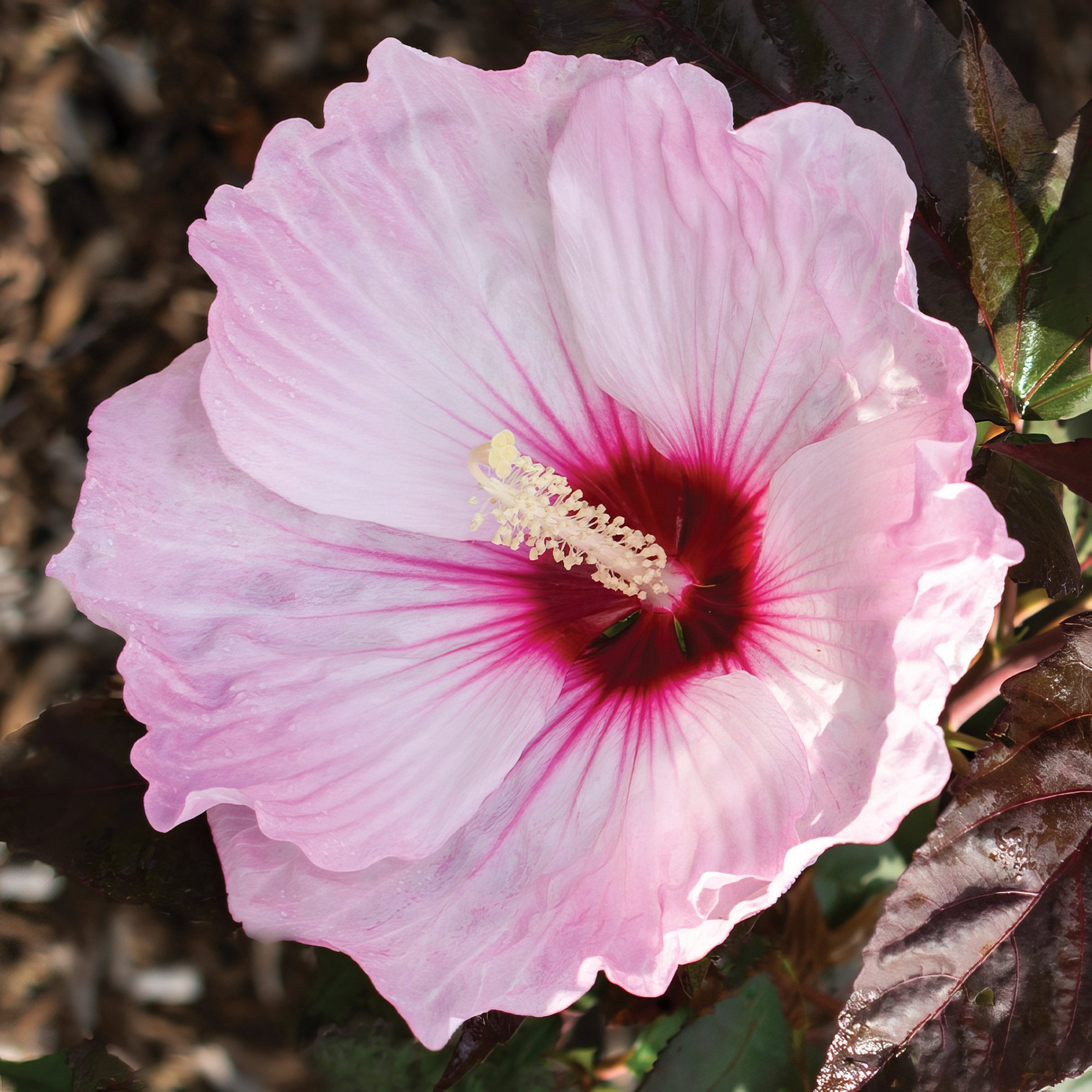 National Plant Network Bare Root Hibiscus Head Over Heels Blush (5-Pack)