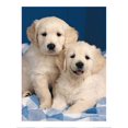 thumbnail image 2 of Rompecabezas Ravensburger Puzzle Perritos Blancos de 500 Piezas, 2 of 2