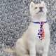 thumbnail image 5 of Independence Day Pet Tie Cats Dog Pet Tie Accessorie, 5 of 6