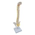 thumbnail image 2 of Xingzhi Spine Model Vertebral Column Anatomical for  Kids Learning Display Classroom standing, 2 of 6