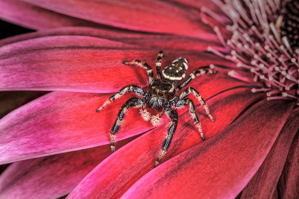 Jones, Adam 14x11 White Modern Wood Framed Museum Art Print Titled - Bold Jumping spider