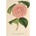 thumbnail image 2 of Charles Antoine Lemaire 13x18 Black Ornate Wood Framed Double Matted Museum Art Print Titled - Camellia Mme De Cannart D'Hamale (1854-1896), 2 of 5