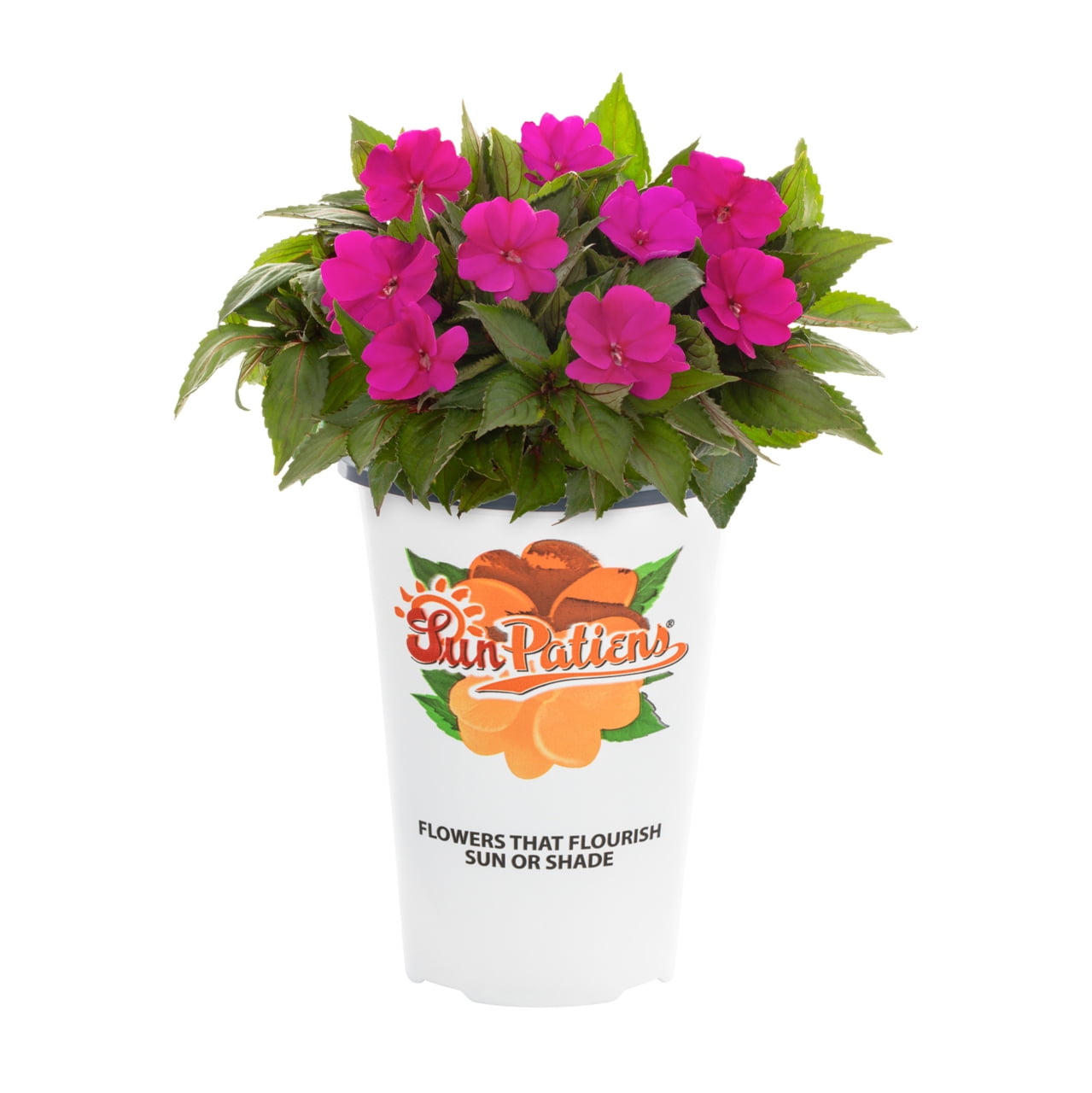 Sunpatiens 1.5PT Pink Impatiens Live Annual Plant Sun 5-Pack