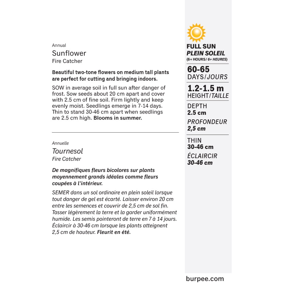 Burpee Fire Catcher Sunflower