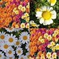 thumbnail image 4 of 50 Seeds-Multi-Color Ground-cover Chrysanthemum Seeds-#M001-Authentic Seeds-Rose seeds-Herb seeds-Vegetable Seeds-Mix Seeds for Plant- B3G1, 4 of 5