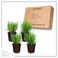 thumbnail image 2 of Live Aromatic and Edible Herb - Rosemary (4 Per Pack), Naturally Improves Breathing and Air Quality, 8" Tall by 3" Wide in 1 Pint Pot, 2 of 4