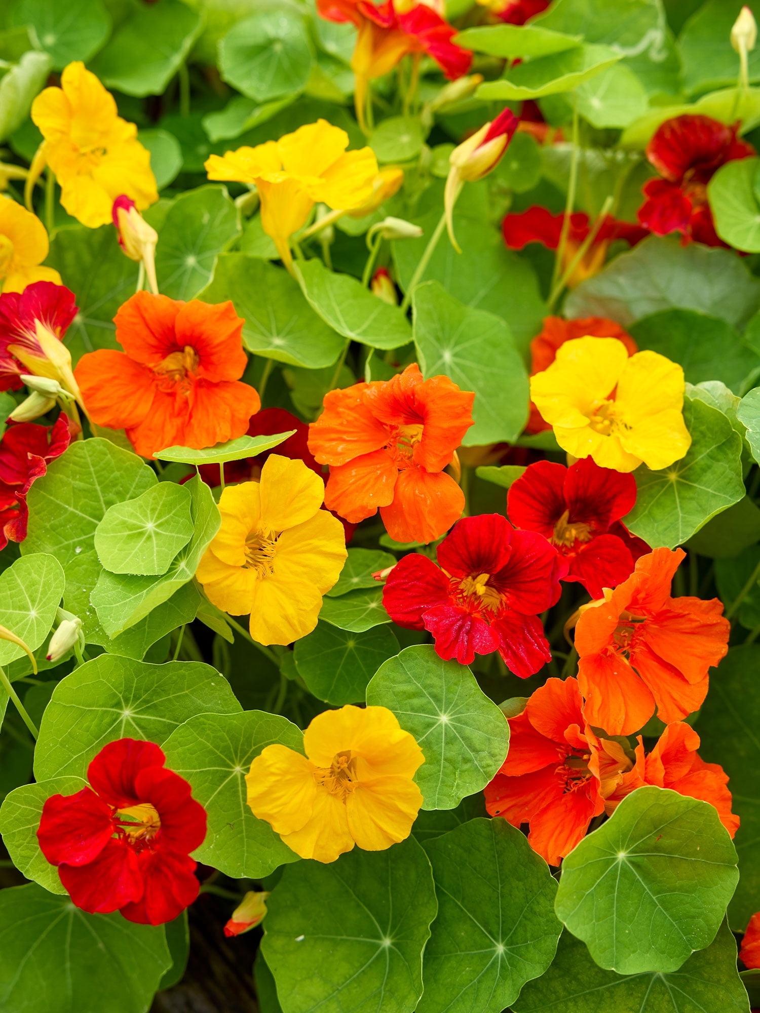 Burpee Supernova Mixed Colors Nasturtium Flower Seed