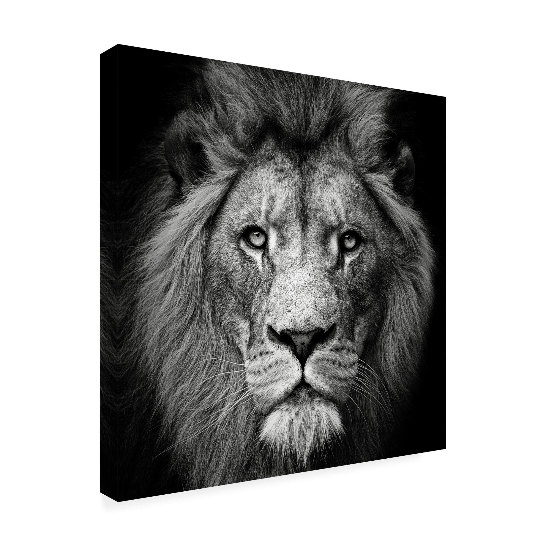 Trademark Fine Art Christian Meermann Stare Me Down 3 Canvas Wall Art