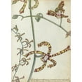 thumbnail image 3 of Jan Brandes 11x14 Black Modern Framed Museum Art Print Titled - East Indian Flower "Cambang Matjang" (1784), 3 of 5