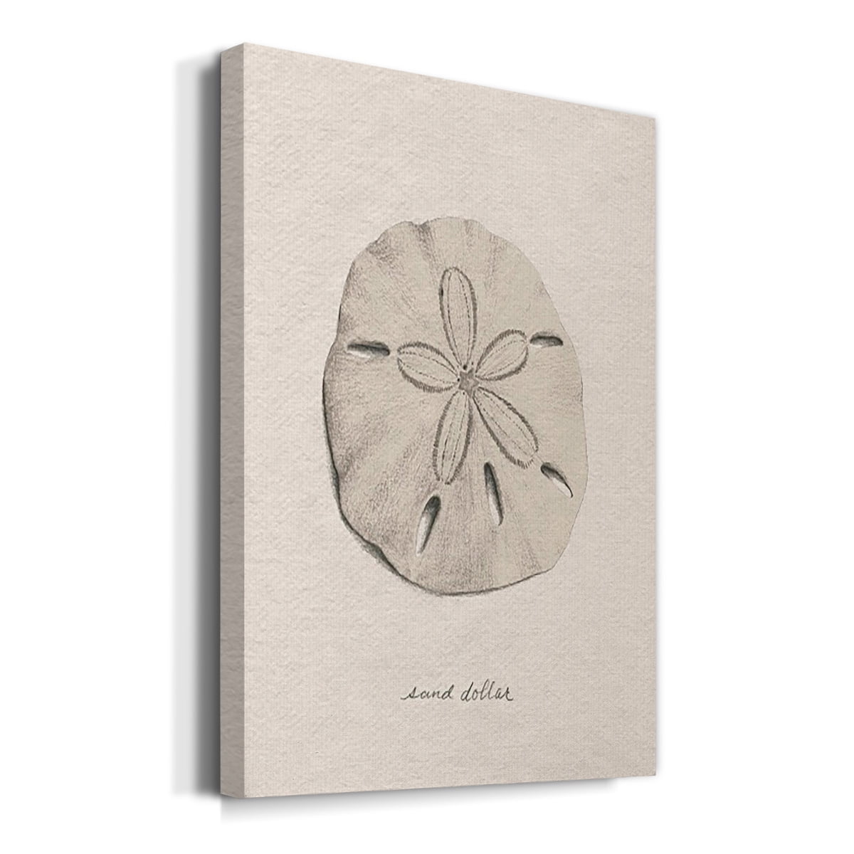 Shore Treasure Study III Premium Gallery Wrapped Canvas - Ready to Hang