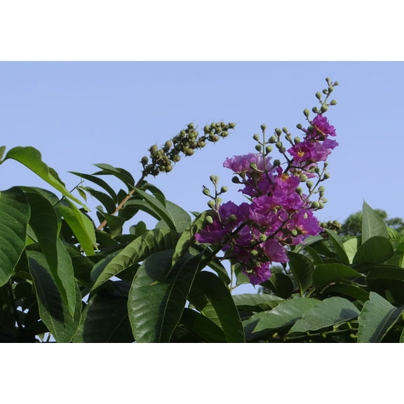 SEEDS = =20 Seeds Crepe / Crape Myrtle- Purple Blooms- Small Tropical Tree Shrub- Zones 8  OR Container Gardening- Bonsai- Lagerstroemia indica= Serendipity Seeds