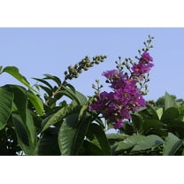 SEEDS = =20 Seeds Crepe / Crape Myrtle- Purple Blooms- Small Tropical Tree Shrub- Zones 8 OR Container Gardening- Bonsai- Lagerstroemia indica= Serendipity Seeds