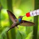 thumbnail image 2 of Comedero de colibrí para ventana, decoración de jardín y Patio exterior, comedero para pájaros, accesorios para mascotas, suministros para pájaros Sailing Electrónica, 2 of 5