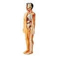 thumbnail image 4 of Miangastore 1 Set Of Realistic Body Model For Kids STEAM Diy Anatomy Kit For Science Experiments Self-Assembly Human Body Model For Learning Funny Human Body Puzzle, 4 of 9