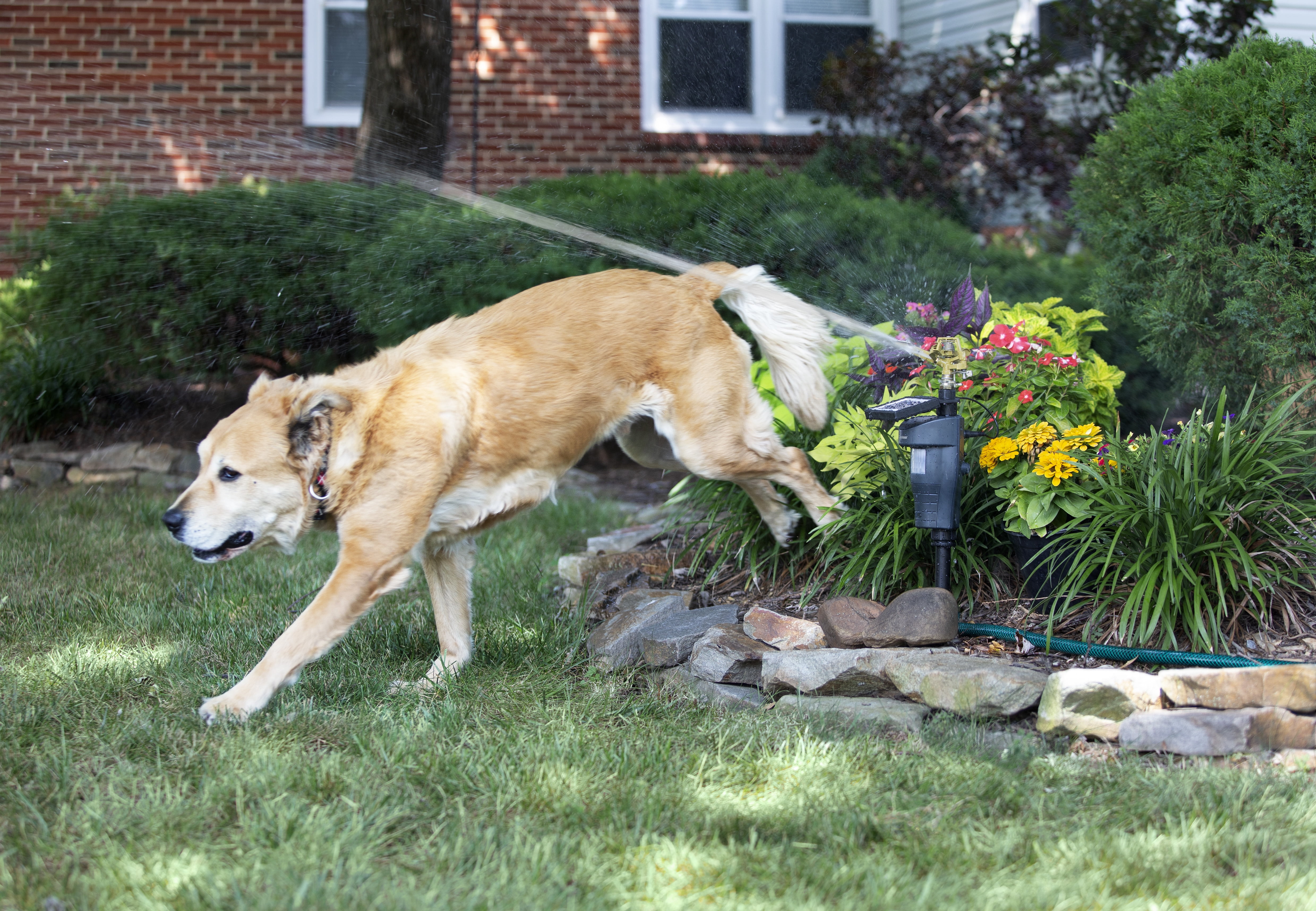 Melnor Motion-Activated Animal Repeller