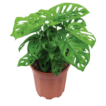 Swiss Cheese Monstera Plant Live, Monstera Live Plant, Rare Indoor Houseplant, Monstera Seedling in 4 Inches Pot, Suitable for Home and Office Decoration