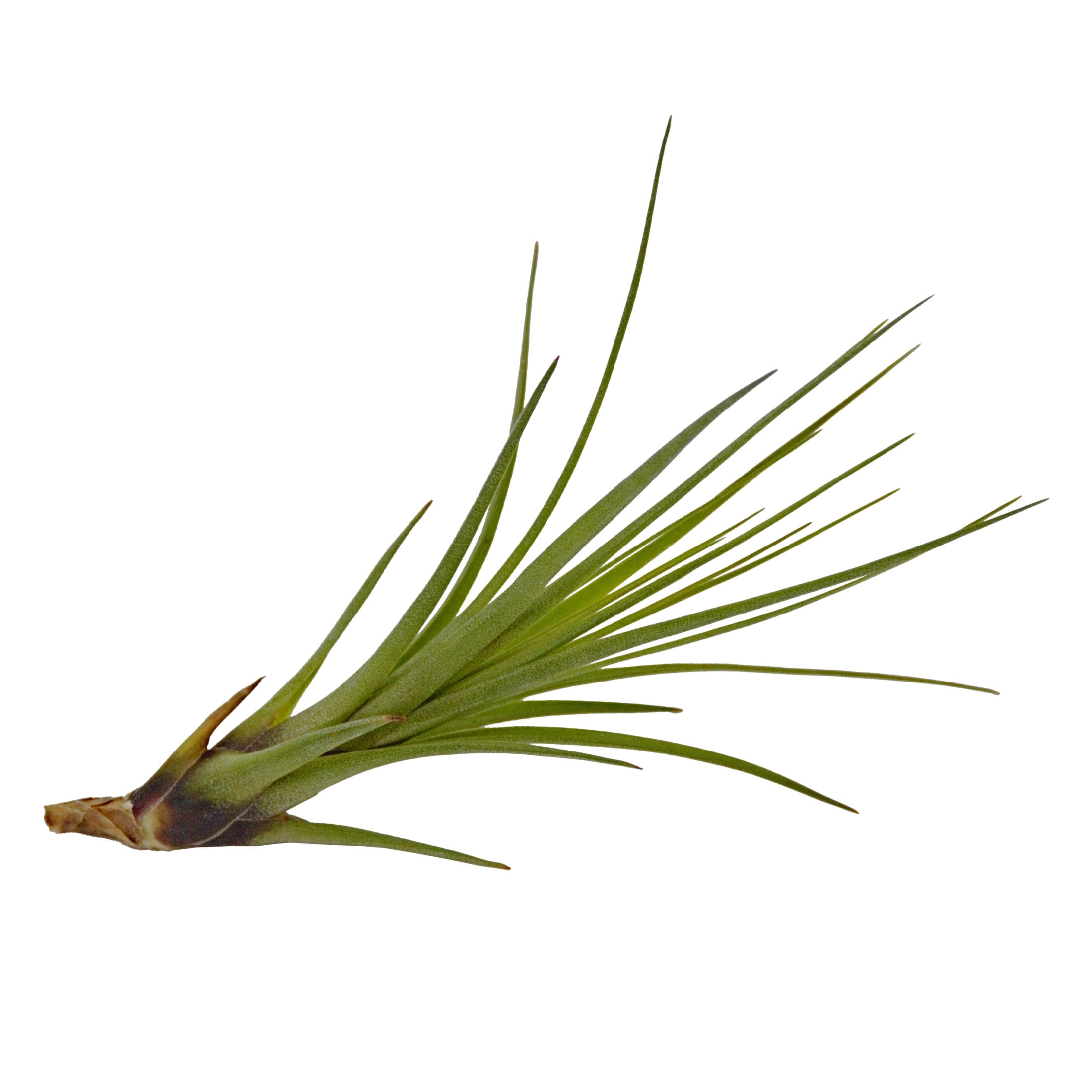 ReptiCulture Assorted Tillandsia Tropical 3 pk