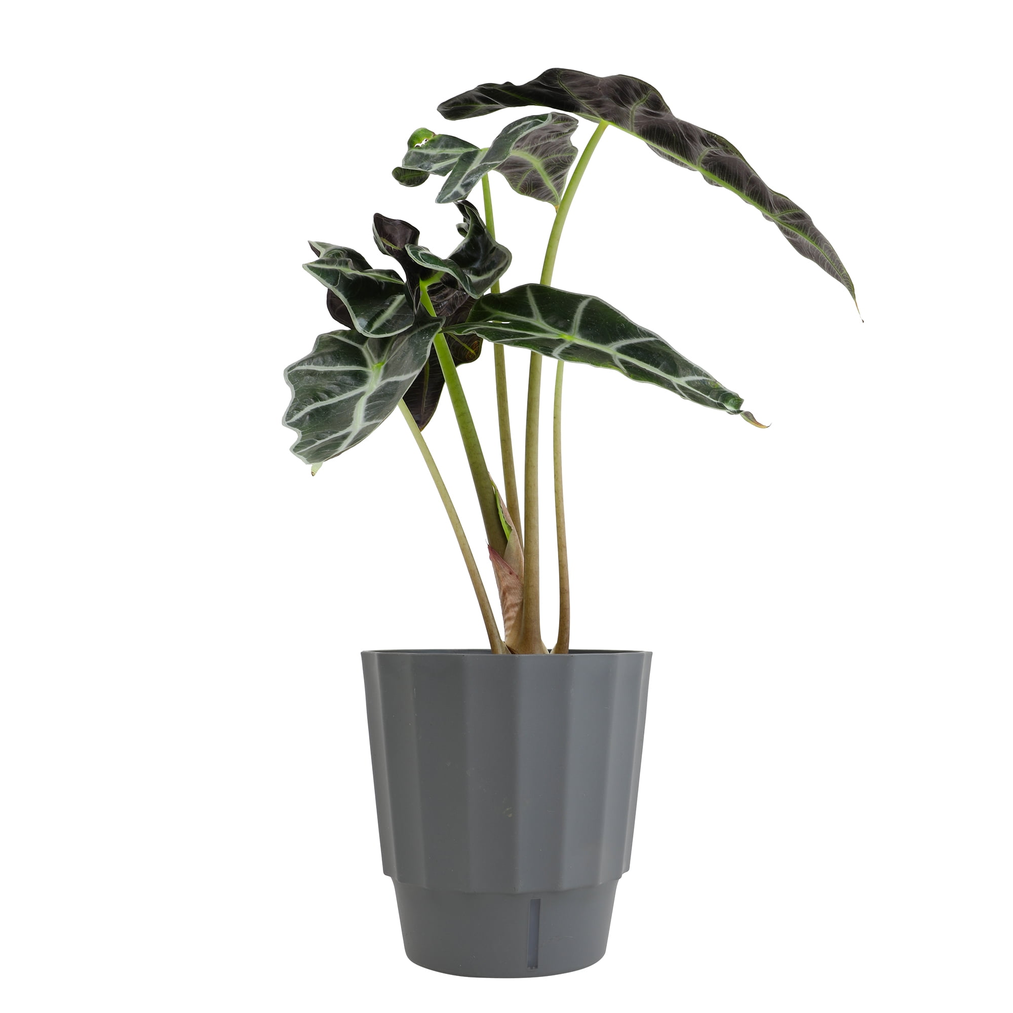 Element by Altman Plants 6in Alocasia Plant in H20 Self Watering Pot