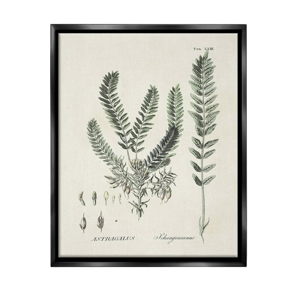 Stupell Industries Forest Leaves Diagram Botanical & Floral Painting Black Floater Framed Canvas Art Print Wall Art, 17 x 21