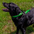 thumbnail image 3 of Country Brook Petz Martingale Dog Collar - Heavy-Duty Training Collar with No Buckle - Service Dog Collar for All Pups - Vibrant, Colorful Collection (Hot Green, 1 Inch, Extra Large), 3 of 8